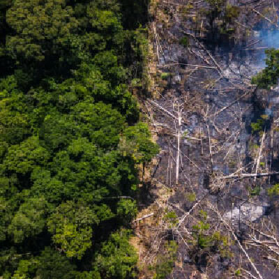 ms-rainforest-destruction